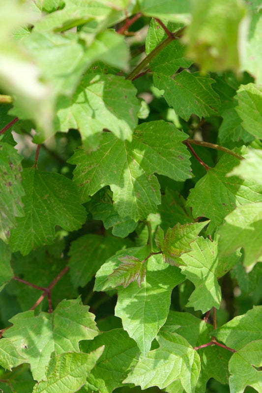 Ribes uva-crispa Tuinplanten blad