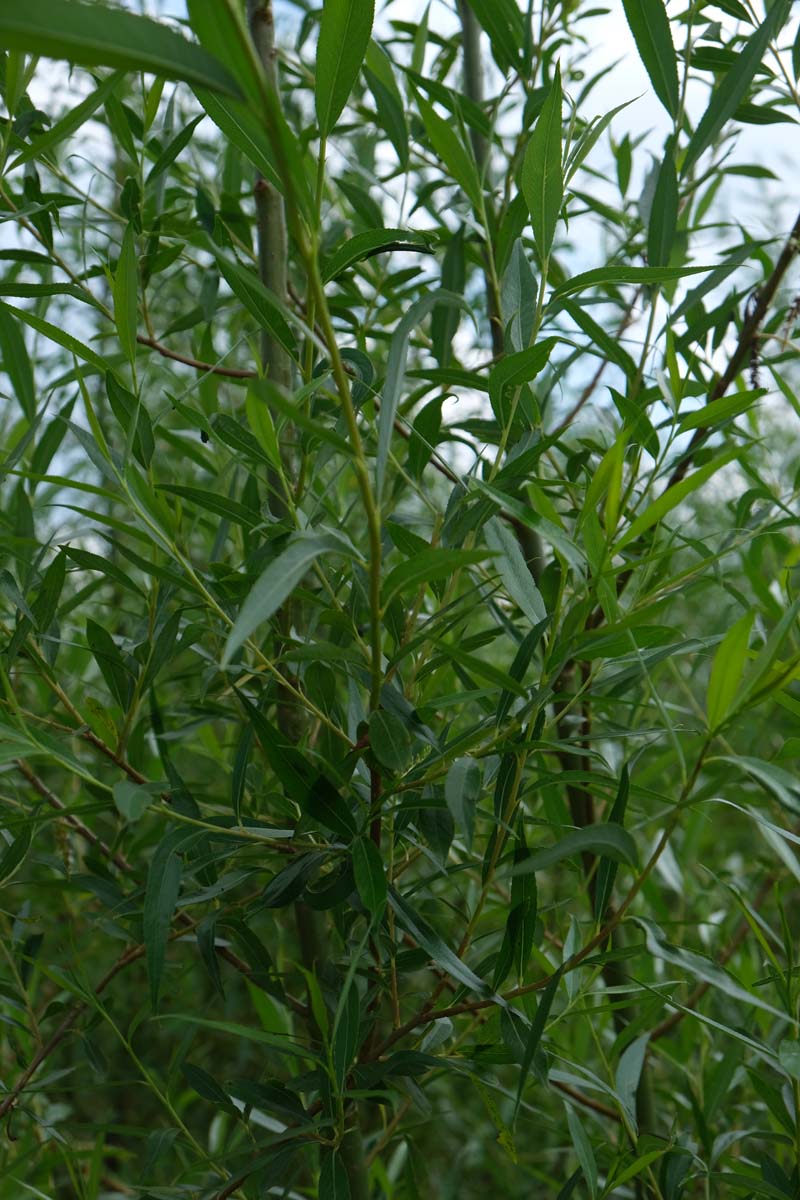 Salix alba 'Chermesina' meerstammig / struik twijg