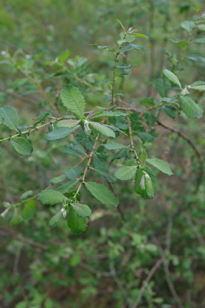 Salix aurita blad