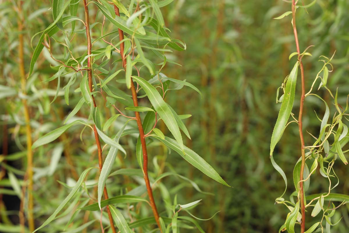 Salix 'Caradoc' haagplant twijg