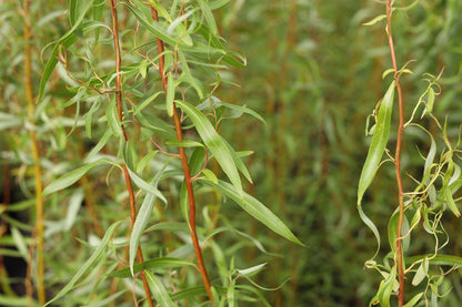 Salix 'Caradoc' haagplant twijg