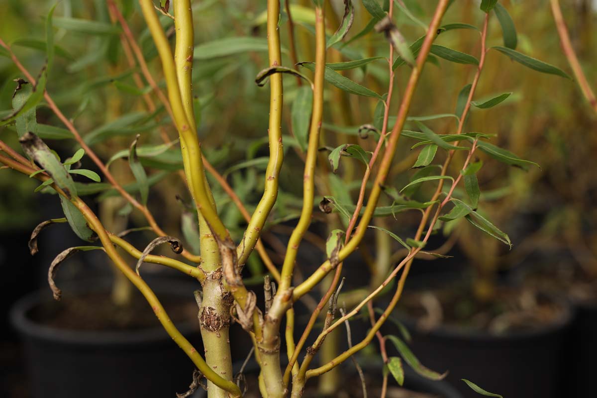 Salix 'Caradoc' haagplant twijg