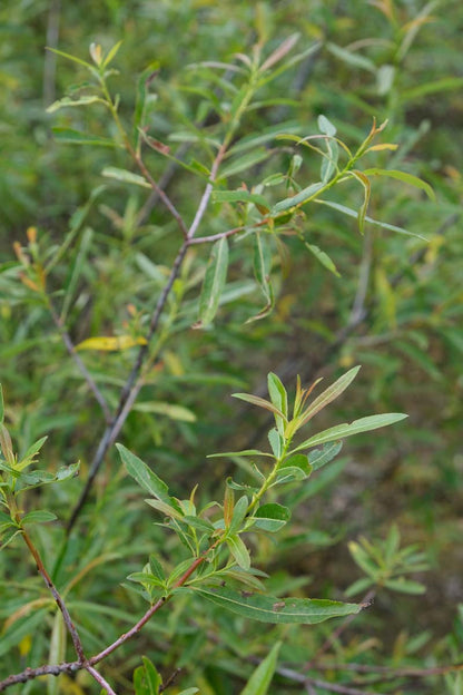 Salix daphnoides Tuinplanten