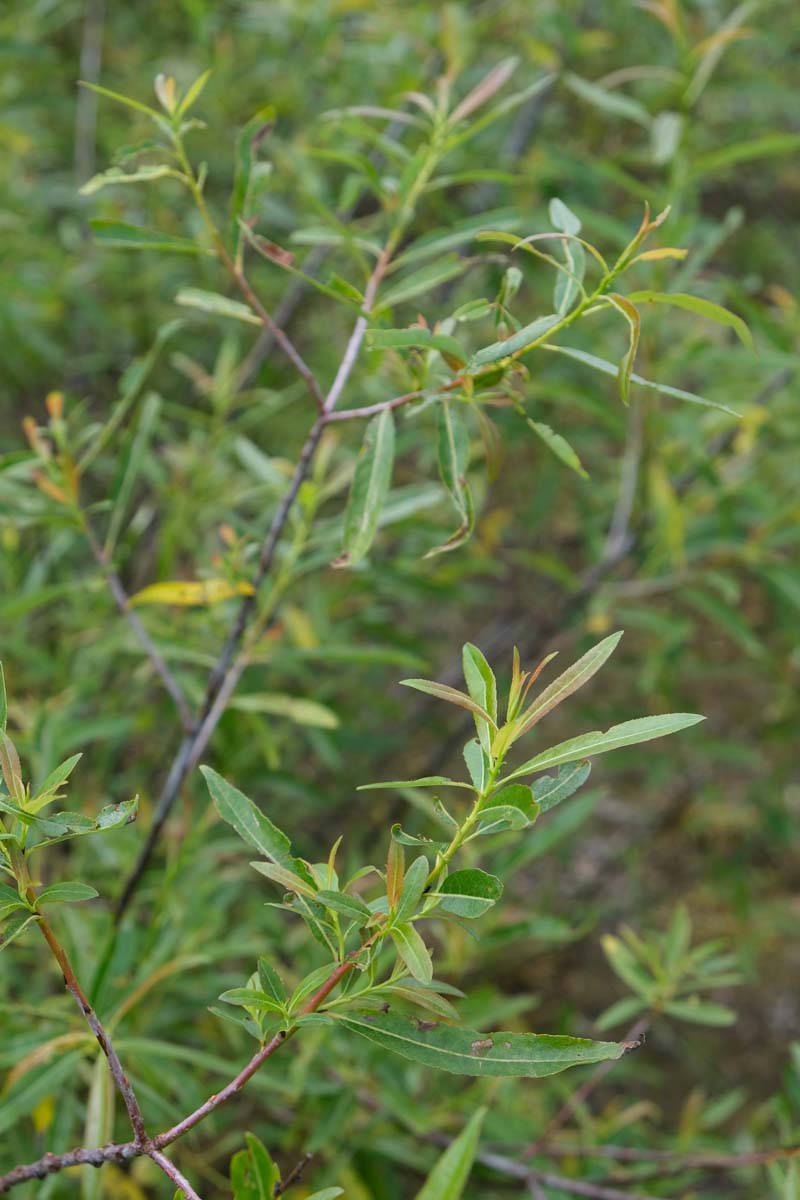 Salix daphnoides haagplant
