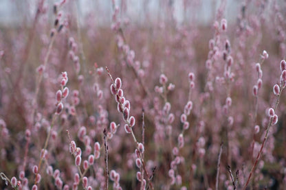 Salix gracilistyla 'Mt. Aso' Tuinplanten bloem