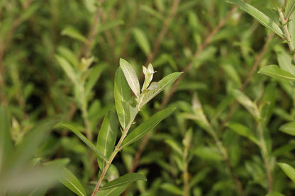 Salix gracilistyla 'Mt. Aso' Tuinplanten blad