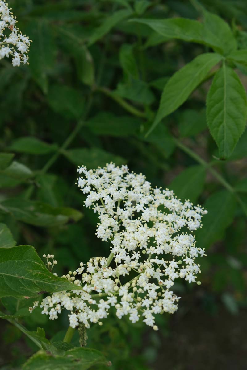 Sambucus nigra solitair bloem