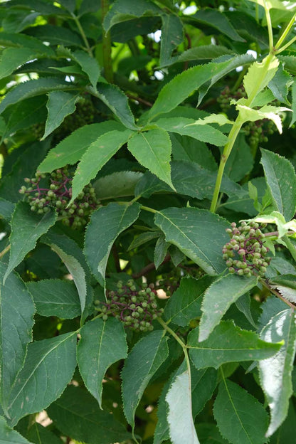 Sambucus racemosa haagplant vrucht