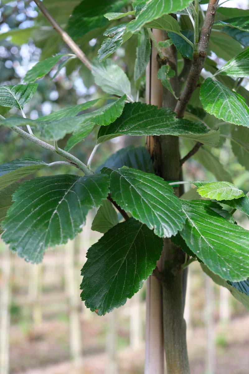 Sorbus aria 'Gigantea' meerstammig / struik blad