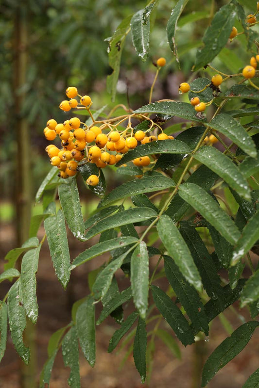 Sorbus arnoldiana 'Schouten' Tuinplanten vrucht
