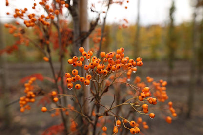 Sorbus 'Flanrock' solitair bes