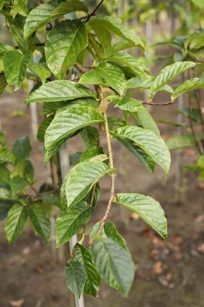 Sorbus keisslerii op stam blad