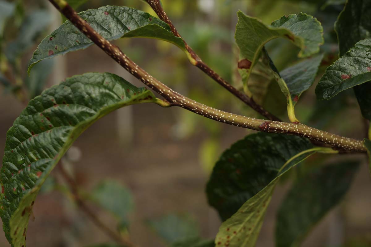 Sorbus keisslerii op stam twijg