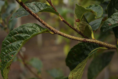 Sorbus keisslerii op stam twijg