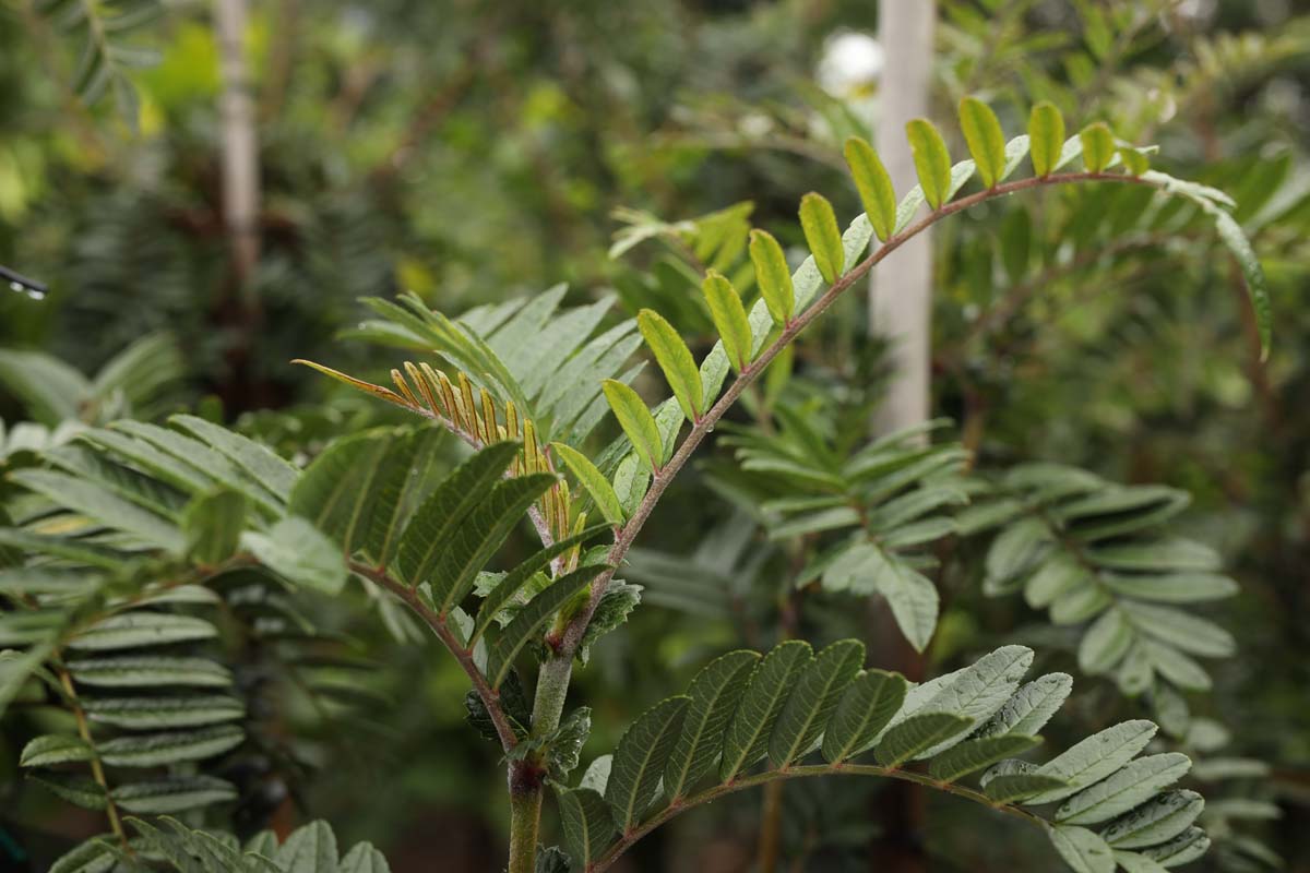 Sorbus scalaris meerstammig / struik blad
