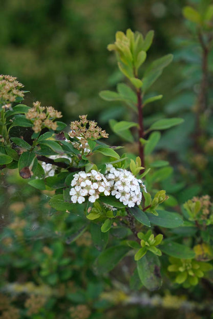 Spiraea nipponica 'Snowmound' meerstammig / struik bloem