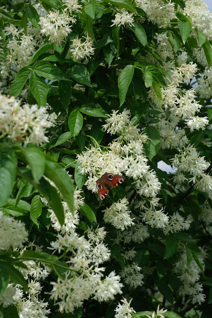Staphylea colchica biodiversiteit