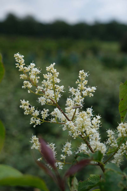 Syringa reticulata Tuinplanten bloem