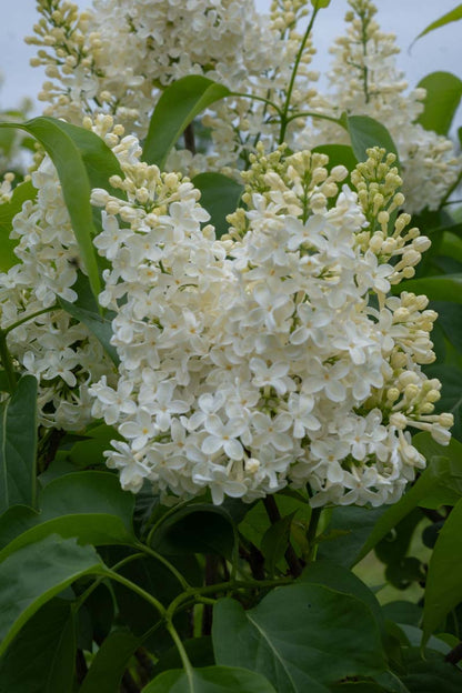 Syringa vulgaris 'Primrose' bloesem