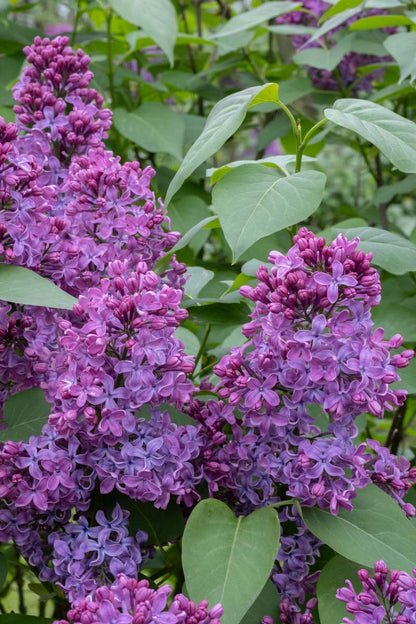 Syringa vulgaris 'Ruhm von Horstenstein' meerstammig / struik bloem
