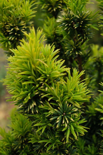 Taxus baccata 'Fastigiata Aurea' haagplant naald