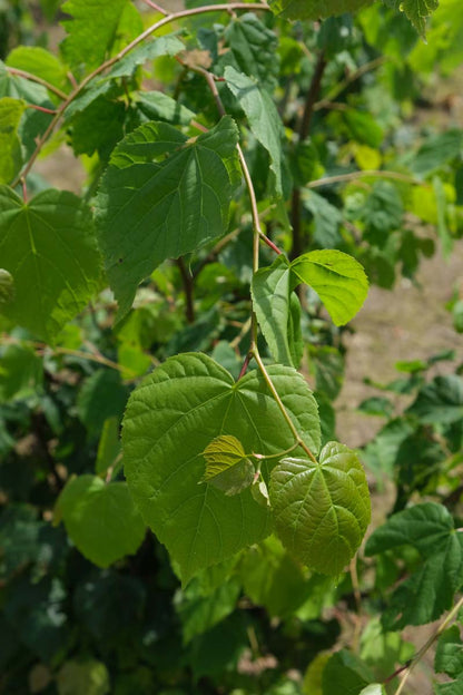 Tilia cordata dakboom blad