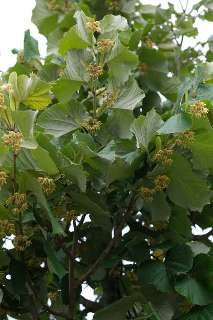 Tilia tomentosa 'Brabant' op stam bloesem