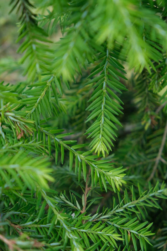 Tsuga canadensis haagplant naald