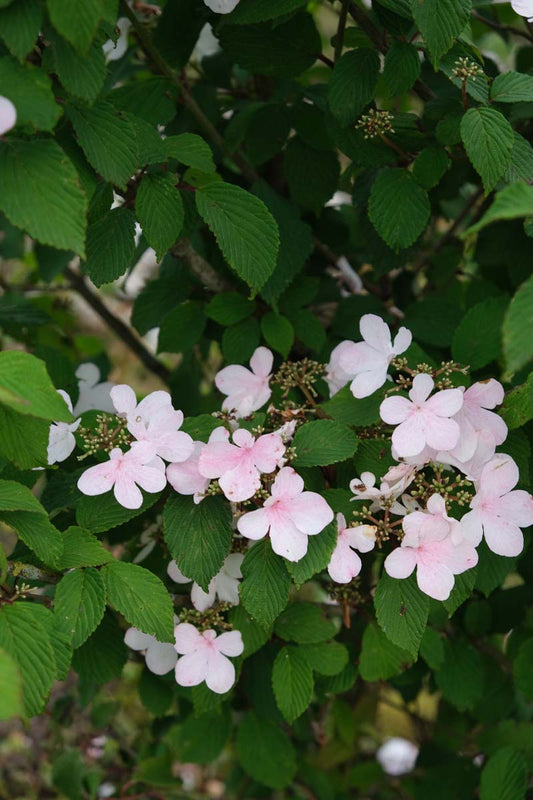 Viburnum plicatum 'Pink Beauty' Tuinplanten bloem