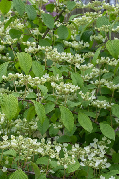 Viburnum plicatum 'Grandiflorum' bloesem