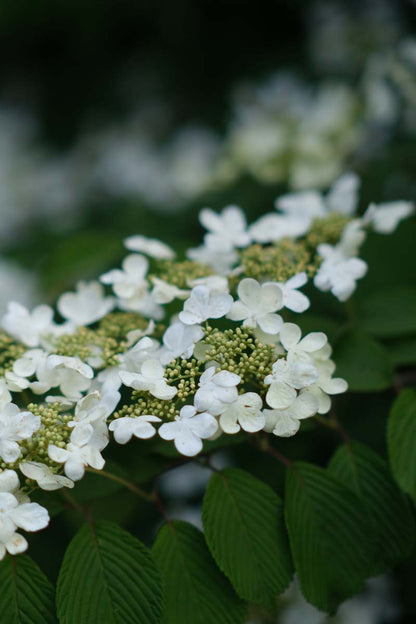 Viburnum plicatum 'Summer Snowflake' Tuinplanten bloem