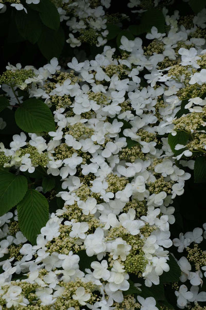 Viburnum plicatum 'Summer Snowflake' Tuinplanten bloesem
