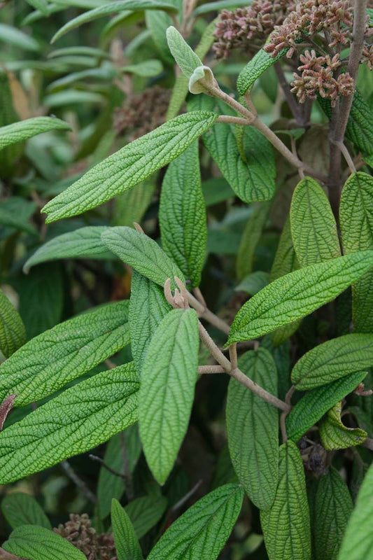 Viburnum rhytidophyllum haagplant blad