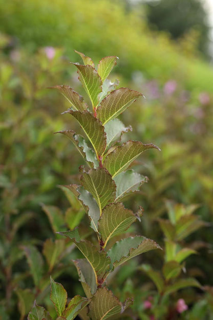 Weigela 'Rumba' meerstammig / struik twijg