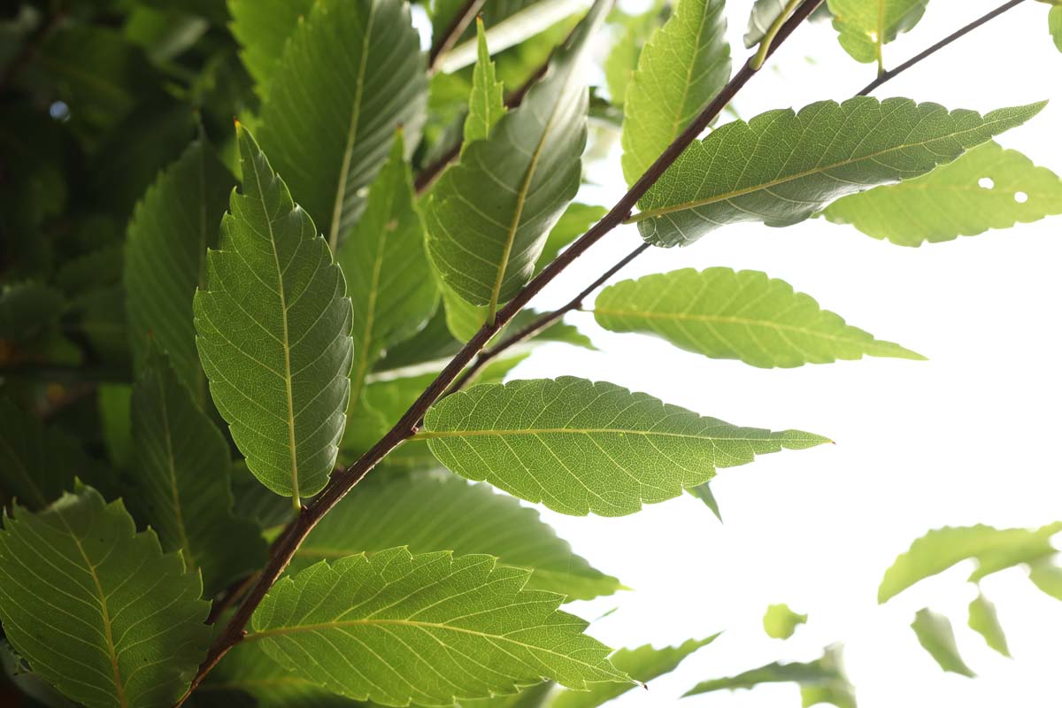 Zelkova serrata 'Fastigiata' Tuinplanten blad