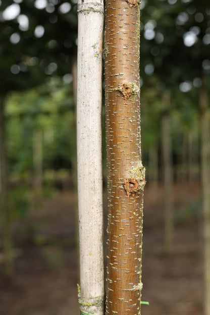 Zelkova serrata 'Fastigiata' op stam stam