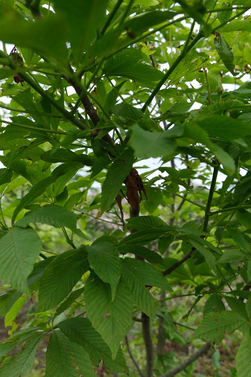 Aesculus glabra 'Sophia' meerstammig