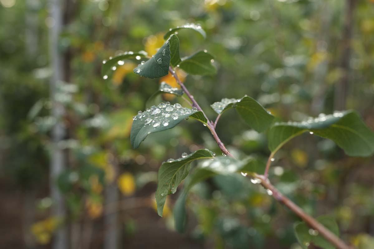 Amelanchier canadensis 'Glennform' solitair blad