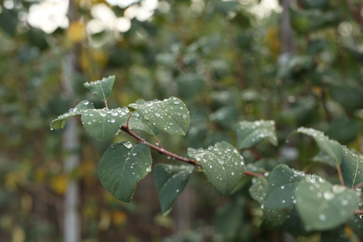 Amelanchier canadensis 'Glennform' solitair blad
