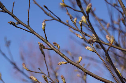 Amelanchier canadensis 'Glennform' solitair twijg