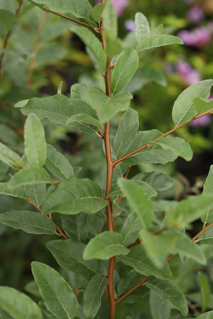 Elaeagnus umbellata 'Sweet 'n' Tart' blad