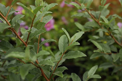 Elaeagnus umbellata 'Sweet 'n' Tart' blad