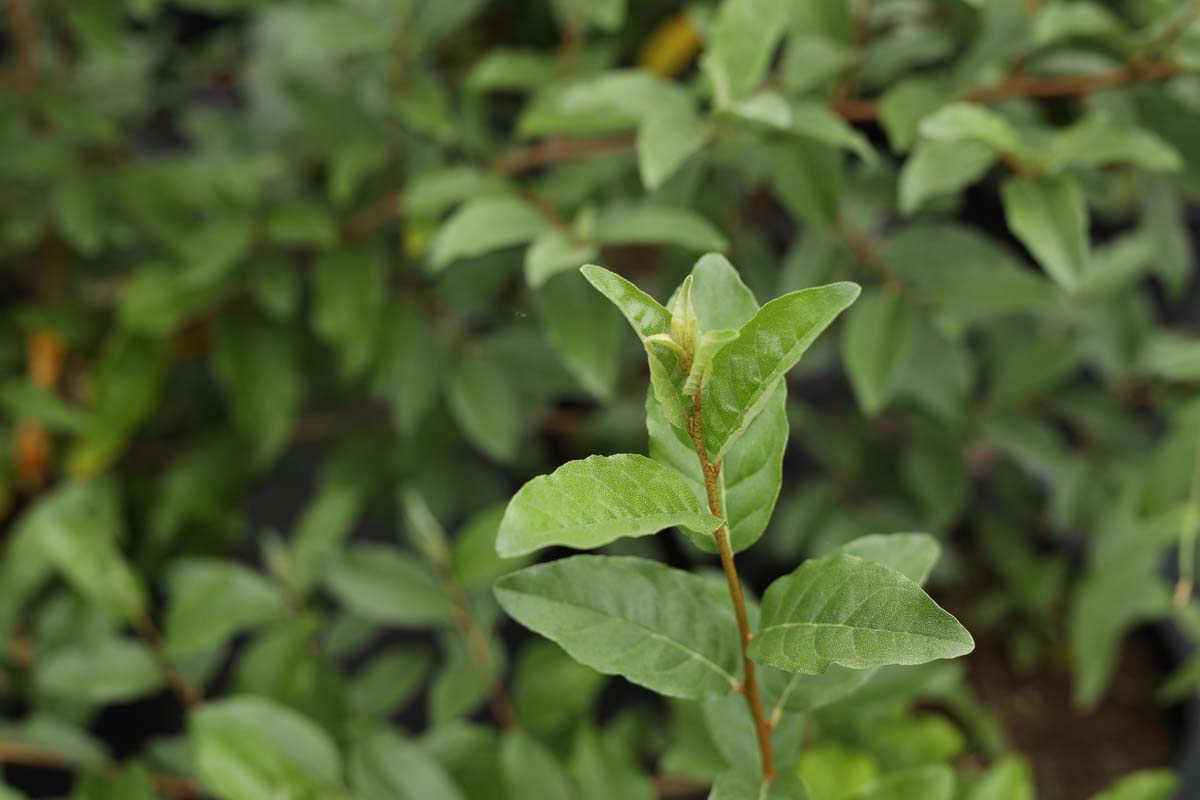 Elaeagnus umbellata 'Sweet 'n' Tart' blad