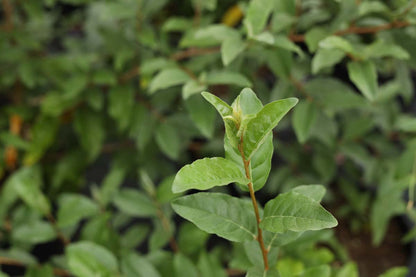 Elaeagnus umbellata 'Sweet 'n' Tart' blad