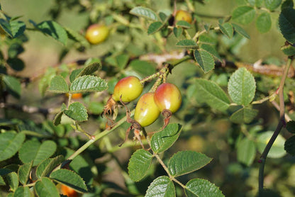Rosa rubiginosa (o) haagplant vrucht