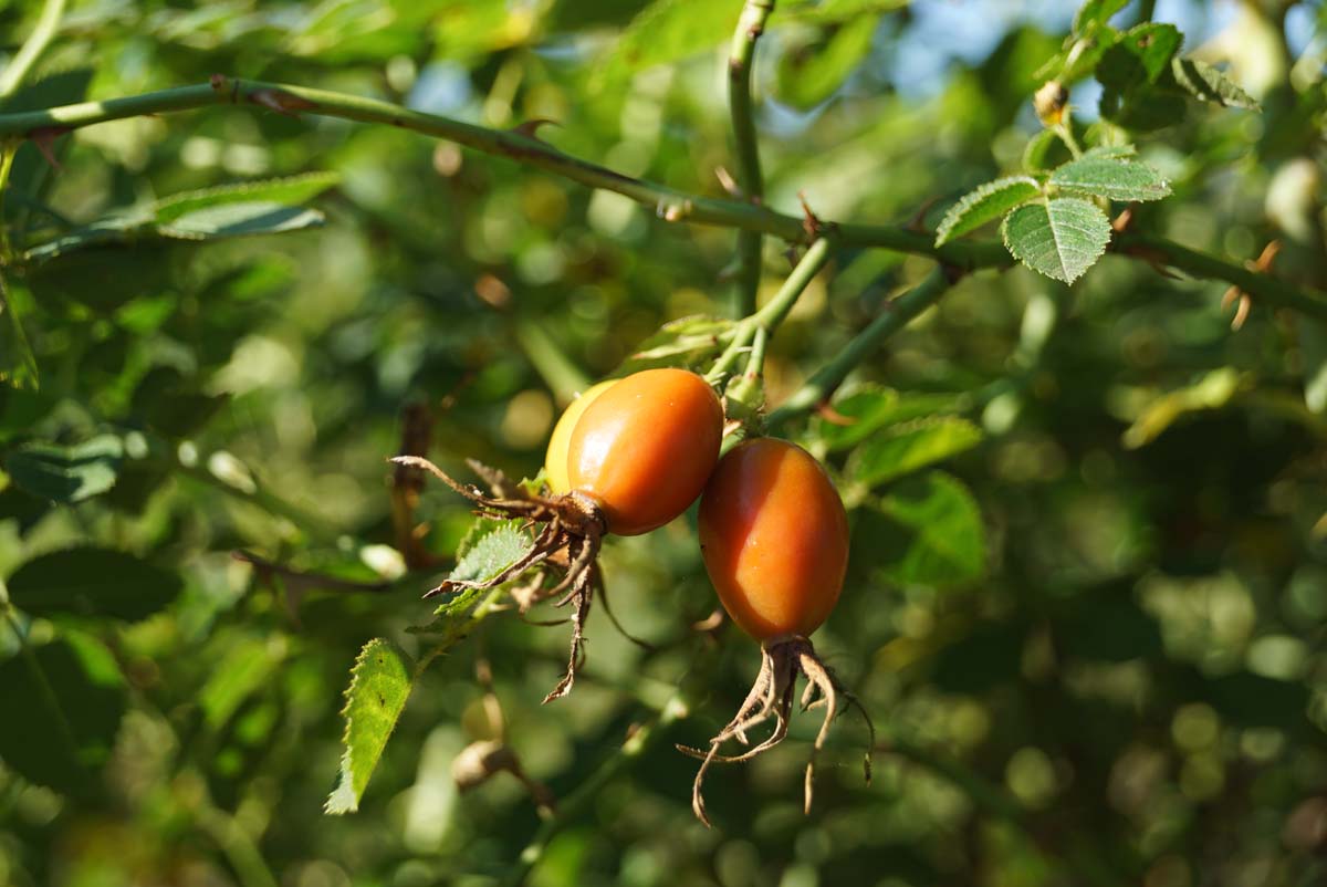 Rosa rubiginosa (o) haagplant vrucht