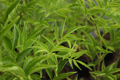 Sambucus nigra 'Korsør' meerstammig / struik blad