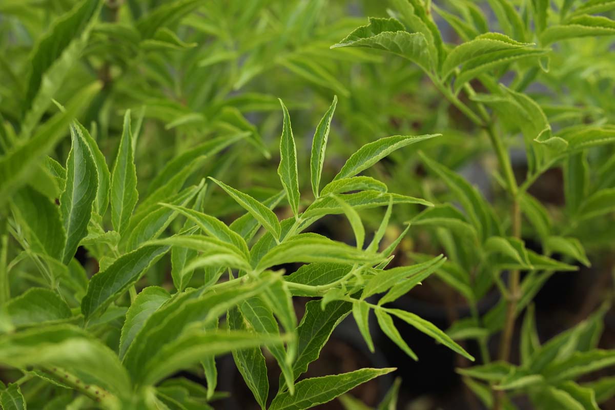 Sambucus nigra 'Korsør' Tuinplanten blad