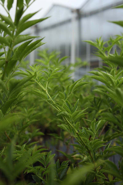 Sambucus nigra 'Korsør' meerstammig / struik twijg