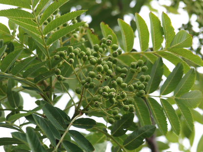 Sorbus 'Dodong' solitair bes